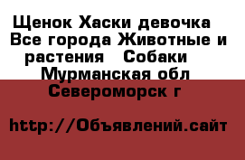 Щенок Хаски девочка - Все города Животные и растения » Собаки   . Мурманская обл.,Североморск г.